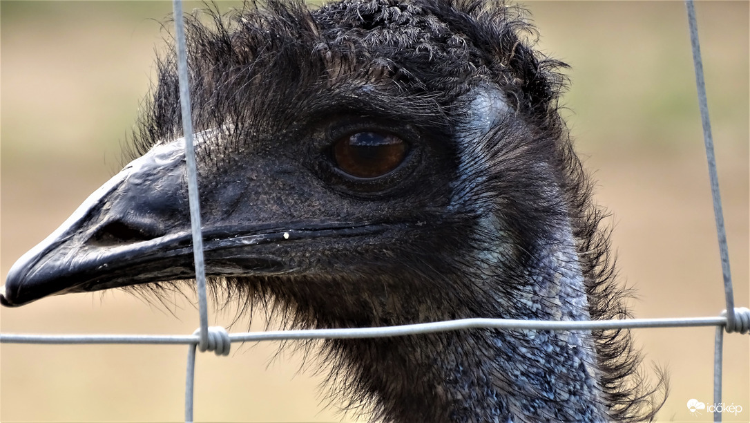 Emu.