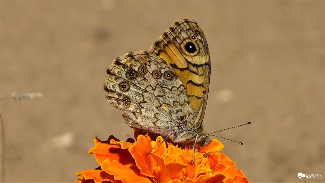 Vörös szemeslepke.