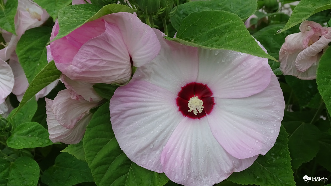 Nagy virágon kis eső.