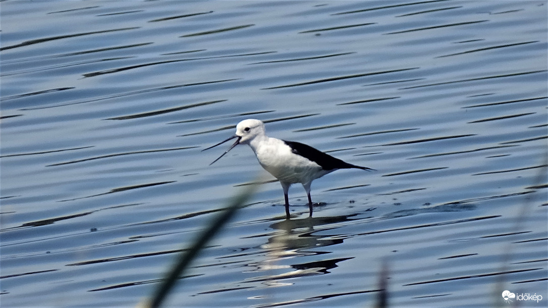 Kis madár nagy hanggal.