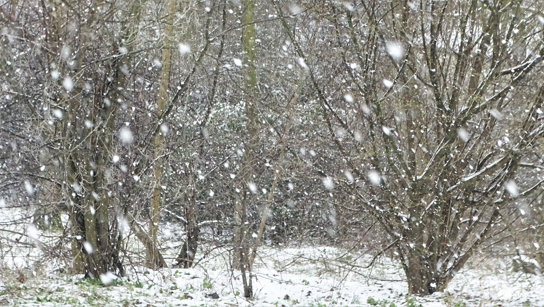 Nagypelyhes havazás.