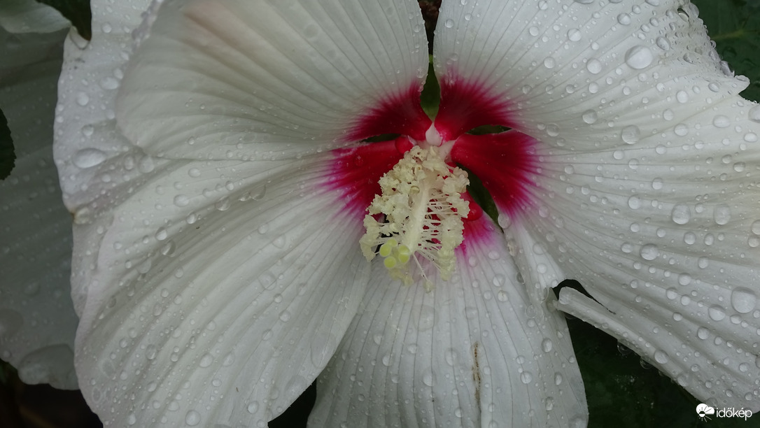 Mocsári hibiszkusz.