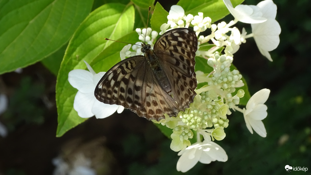 Gyöngyházlepke.