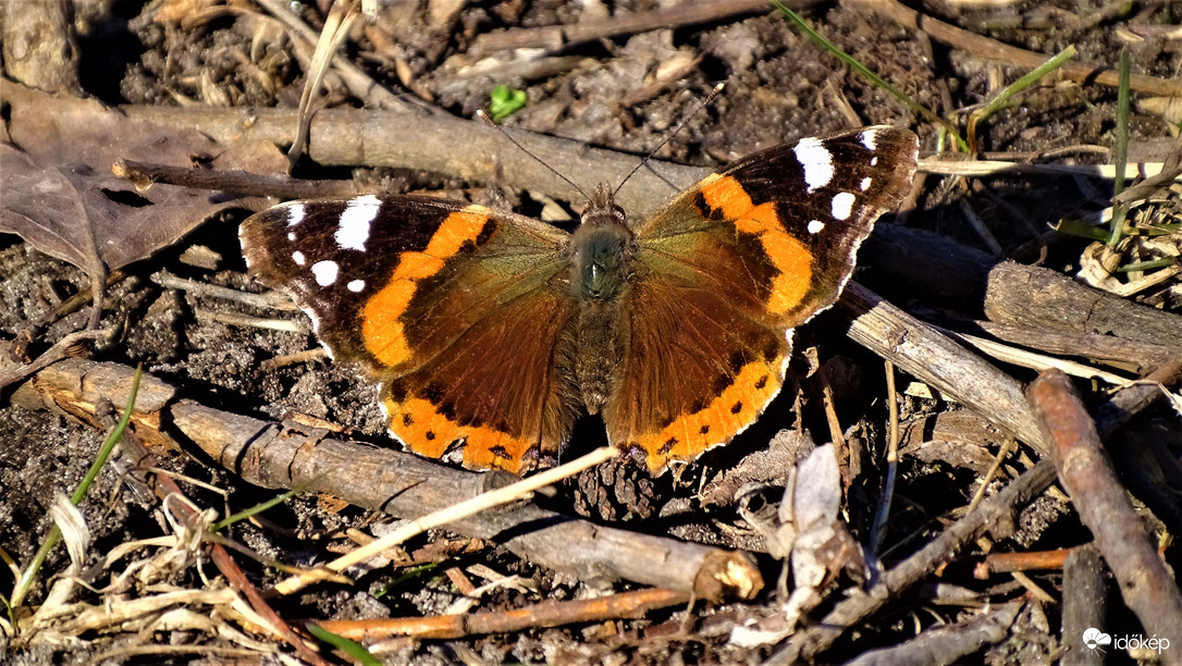 Atalanta lepke.