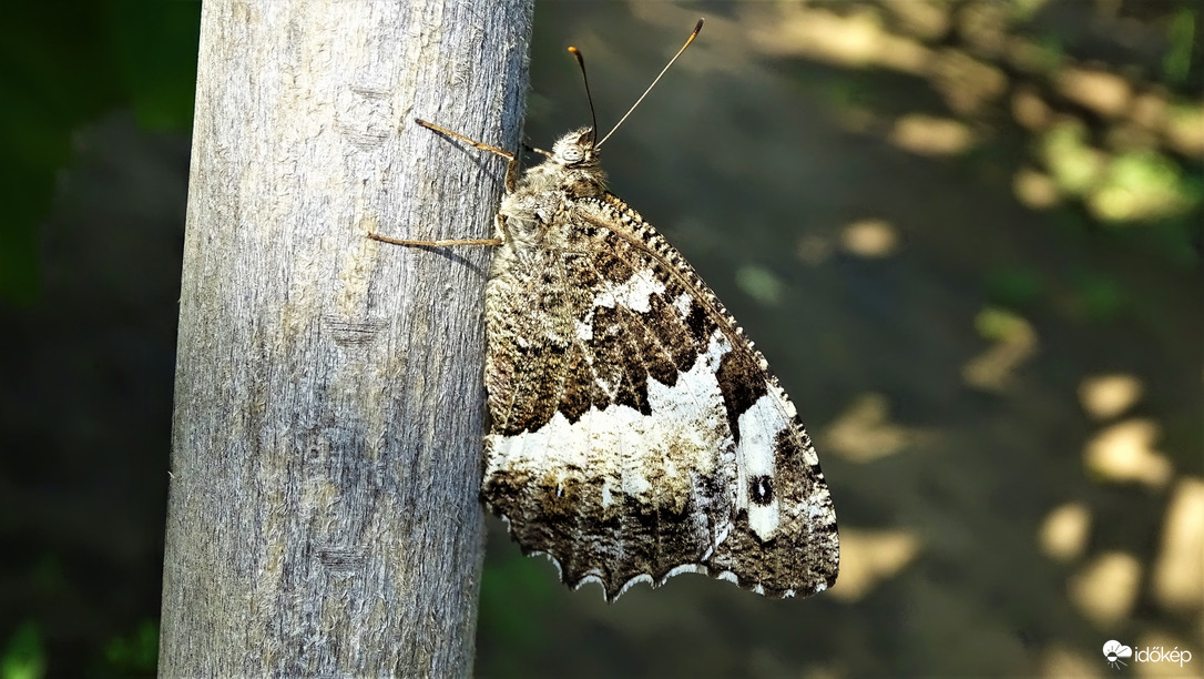 Fehéröves szemeslepke.