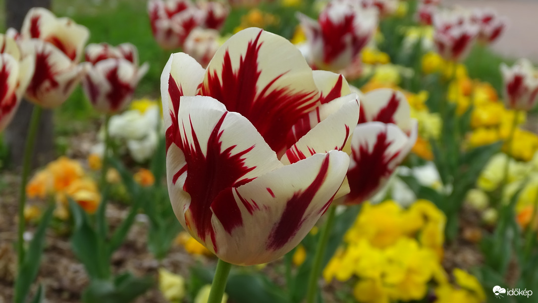 Tulipánok.