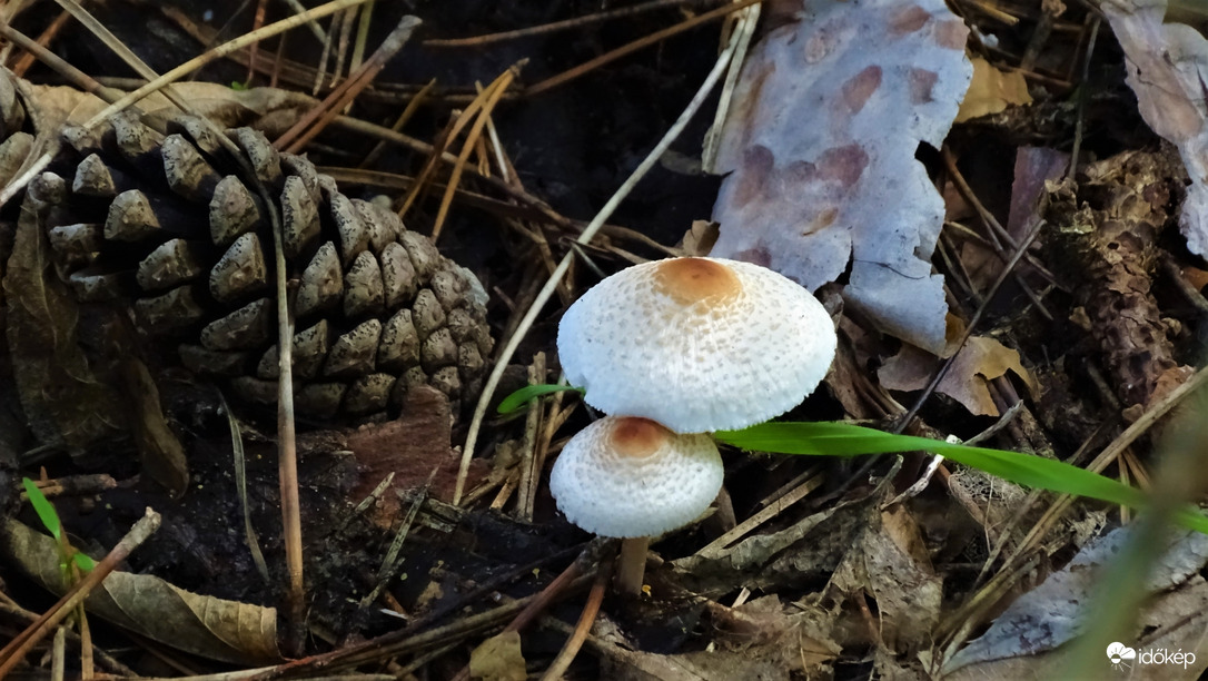 Büdös őzlábgomba.