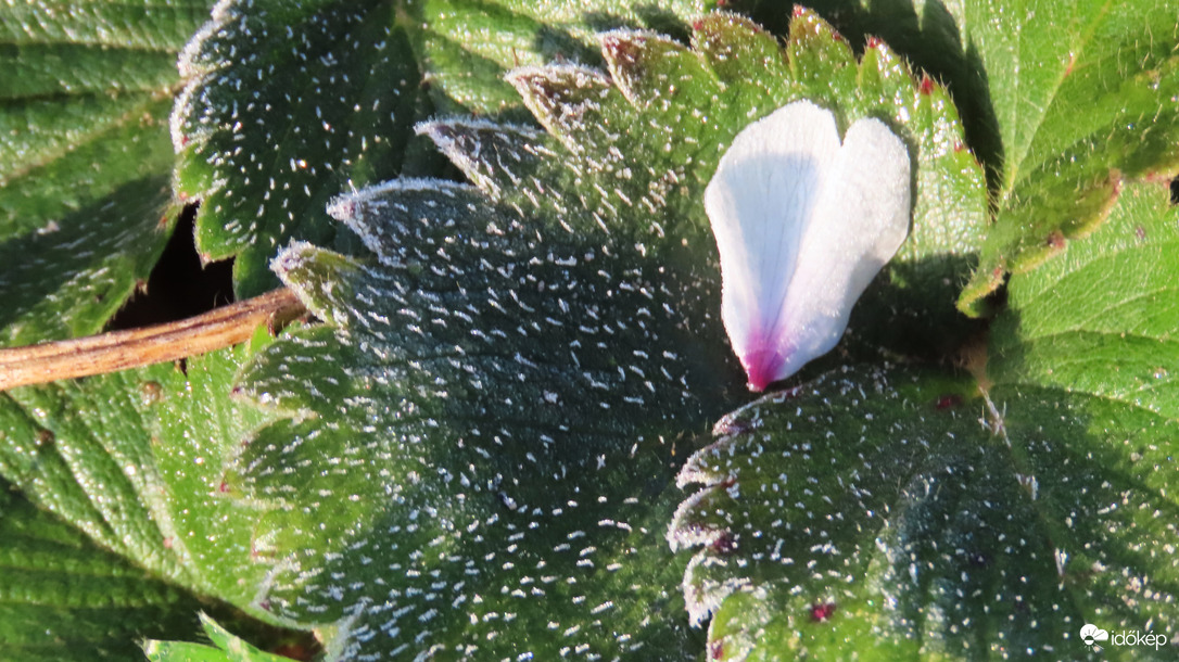 Gyenge talajmenti fagy.