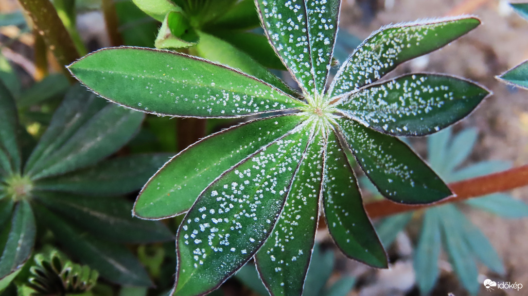 Gyenge talajmenti fagy.