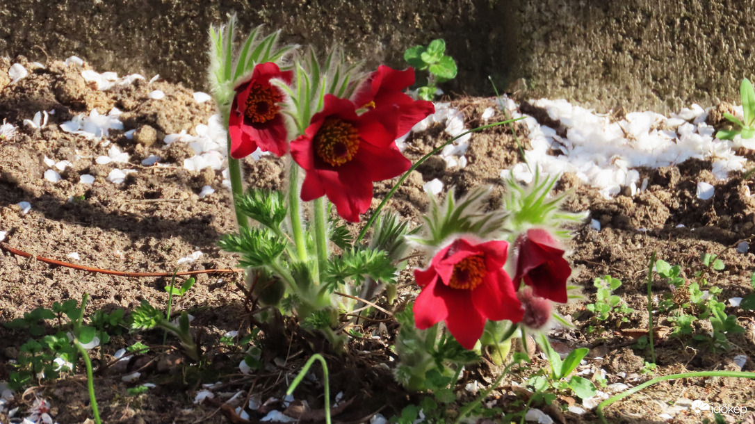 Szirmok és virágok.