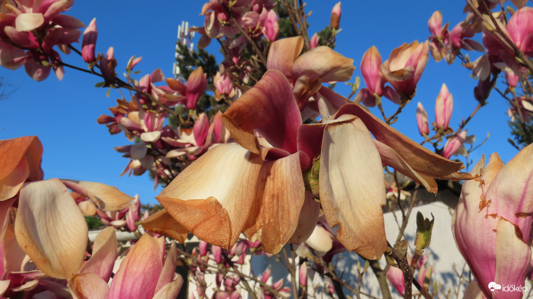 Magnólia.