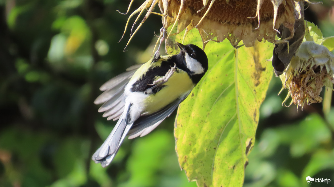 "Kell itt még lenni magnak"!