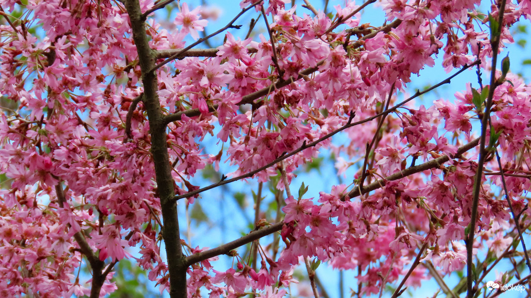 Tavasz a Vácrátóti Arborétumban.