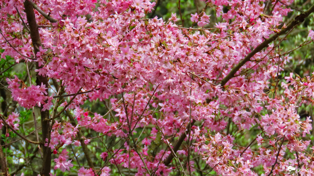 Tavasz a Vácrátóti Arborétumban.