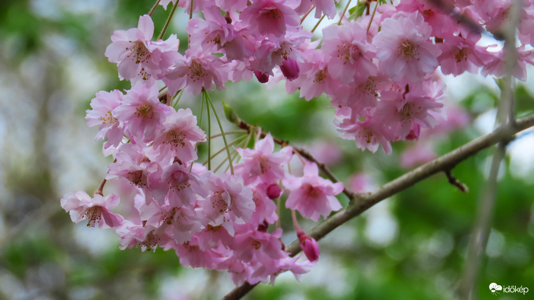 Tavasz a Vácrátóti Arborétumban.