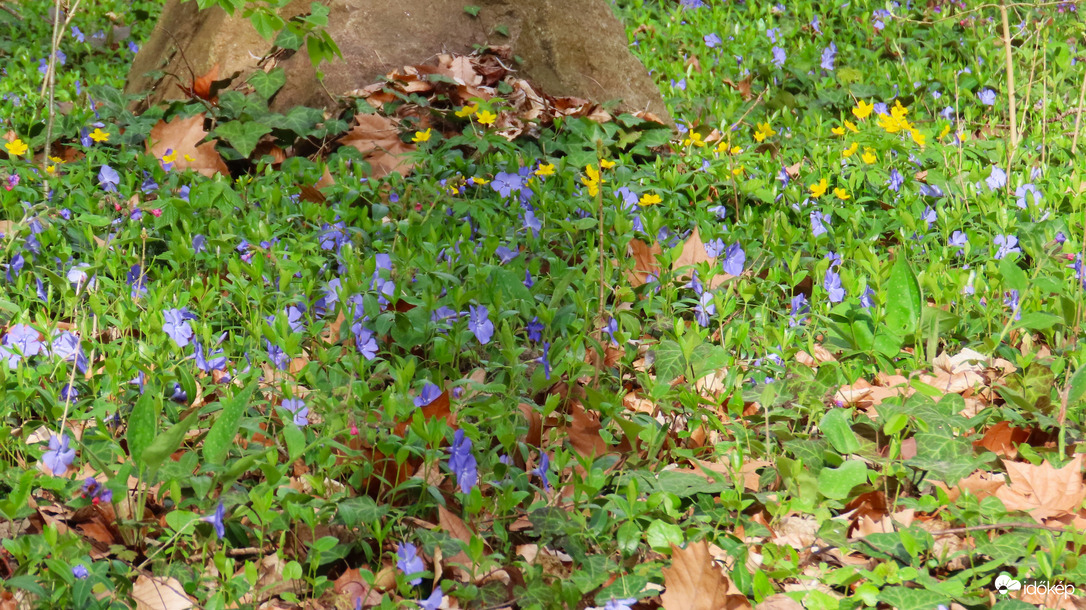 Tavasz a Vácrátóti Arborétumban.