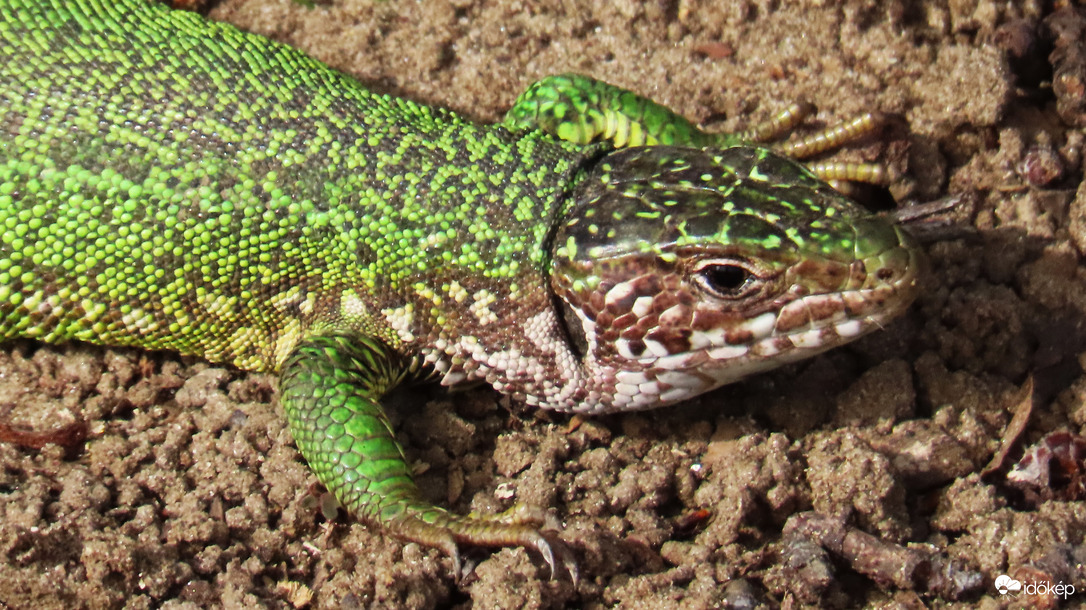 Zöld gyík.