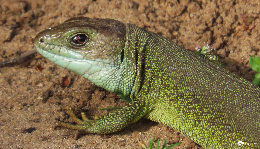 Zöld gyík.
