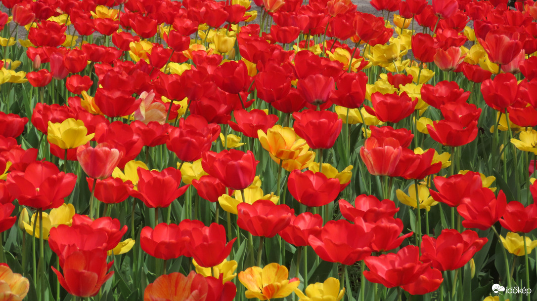 Tulipánözön 