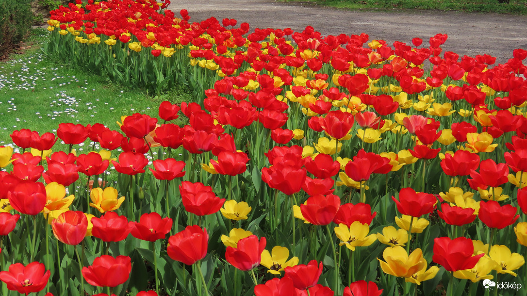 Tulipánözön 