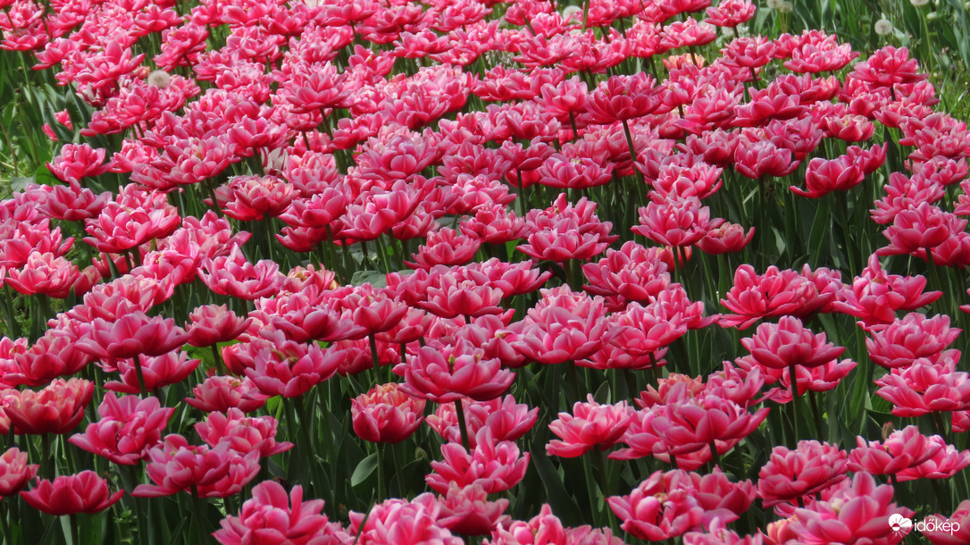 Tulipánözön 
