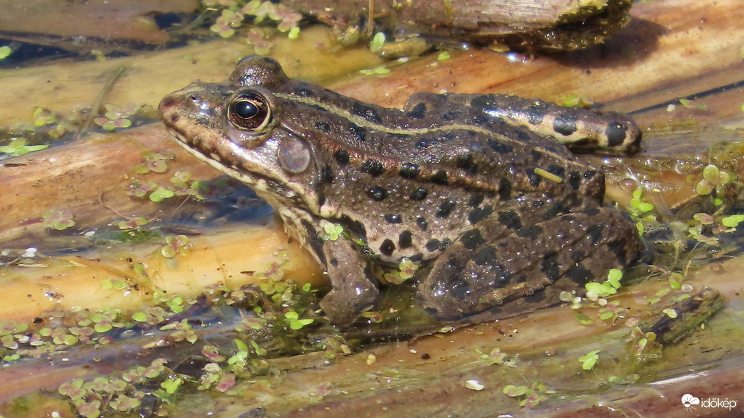 Tavi béka.