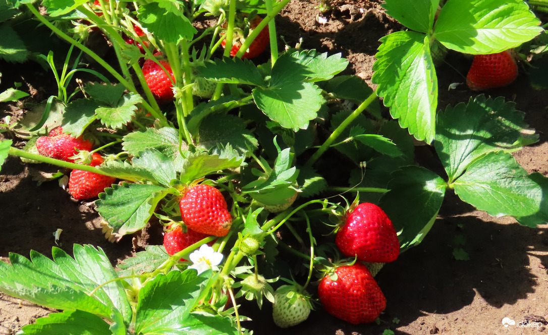 Kezdődhet a szüret.