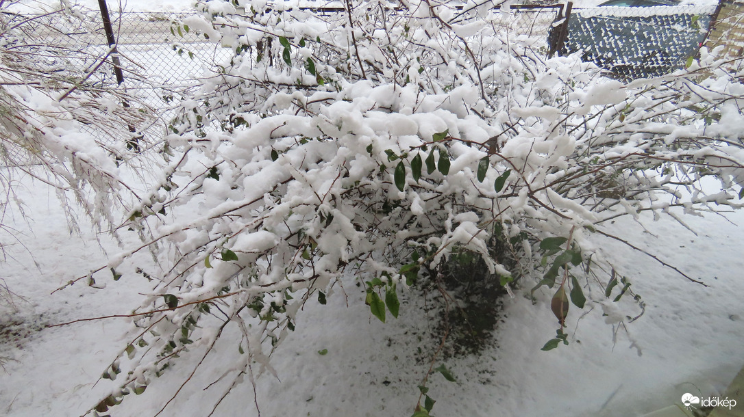 Meghajolva a tél akaratának.