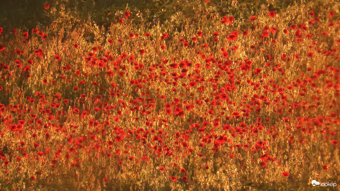 Pipacsok arany mezőben