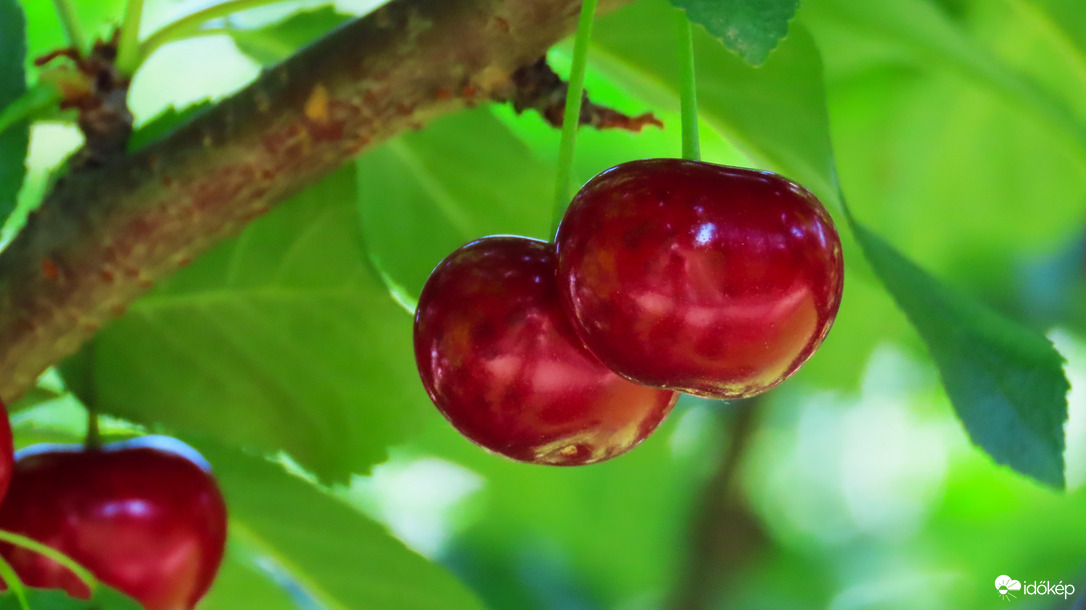 Elkezdődött a szüret,