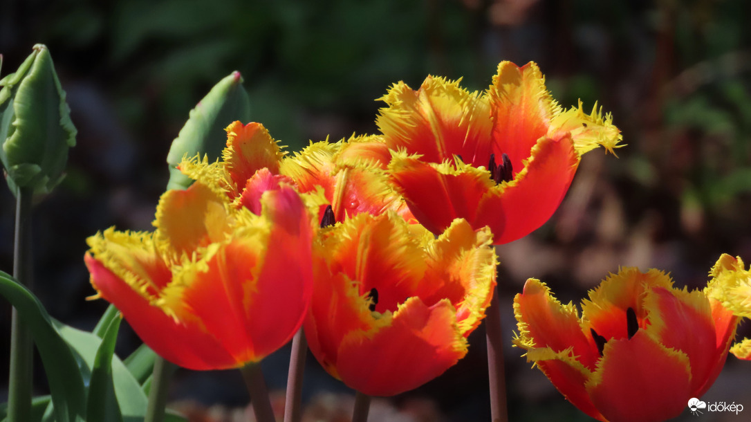 Tulipánmánia