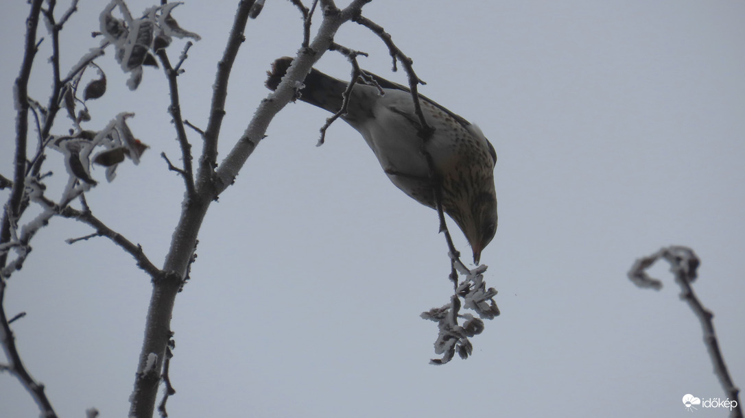 Ködben, zúzmarában