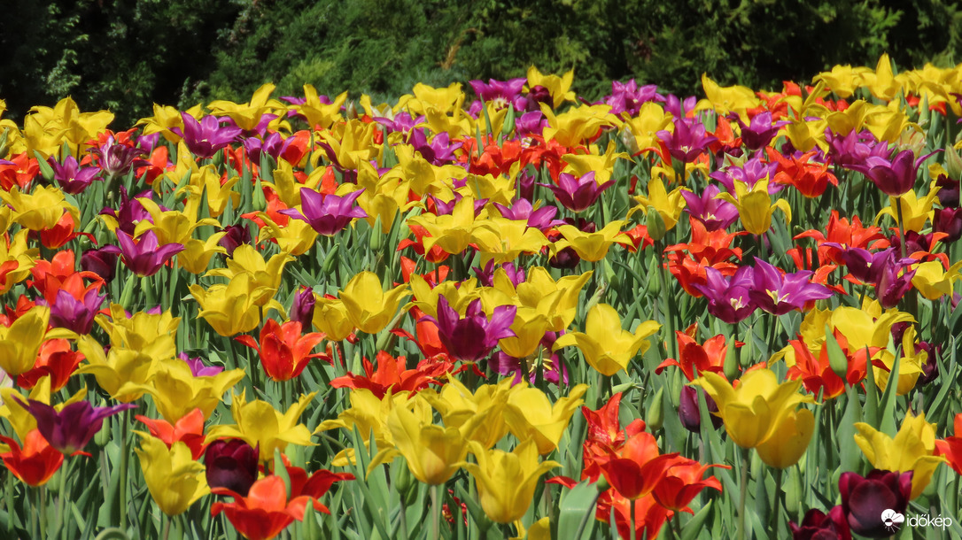 Tulipánmánia