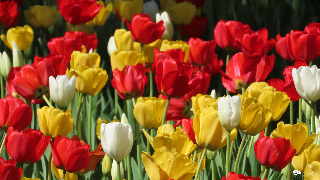 Tulipánmánia