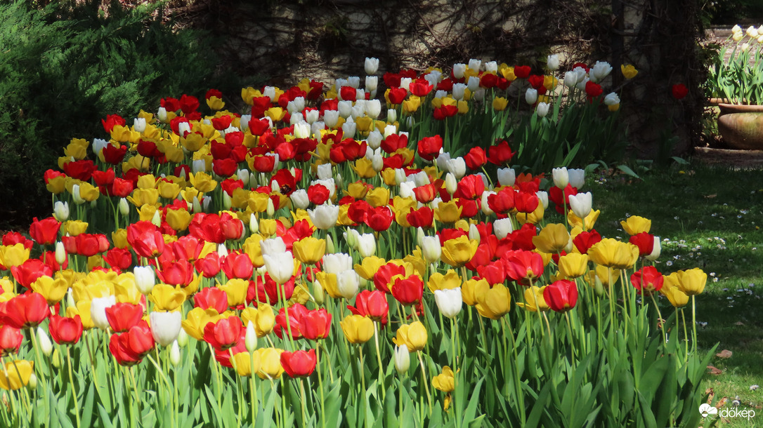 Tulipánmánia