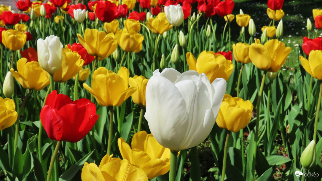 Tulipánmánia