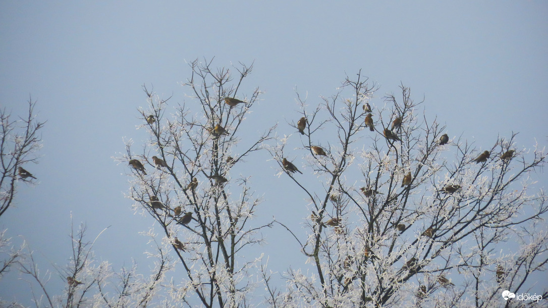 Fenyőrigók a zúzmarás ágakon.