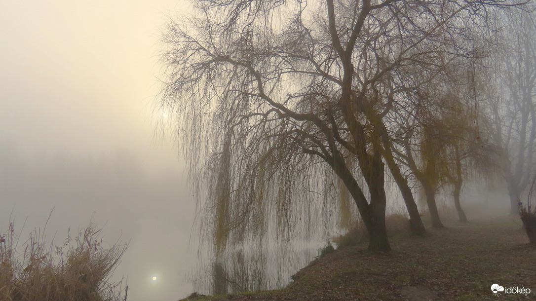 Fűzfák a tóparton.