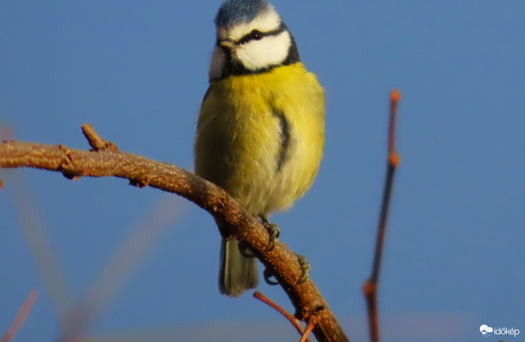 "Jajj, levágtad a bóbitámat"!