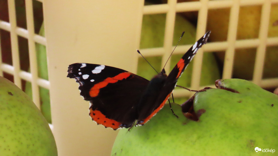 Atalanta lepke.