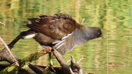 Kicsit megrázom magam...