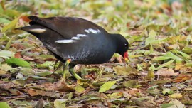 Kapirgáló vízityúk.