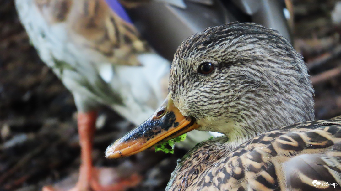 Mai ebéd zöldsaláta.