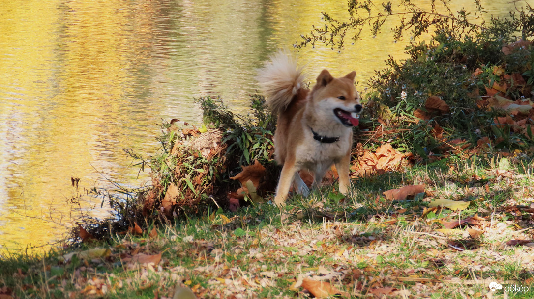 Vidám futkározás a tóparton, szép őszi időben.
