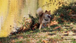 Vidám futkározás a tóparton, szép őszi időben.