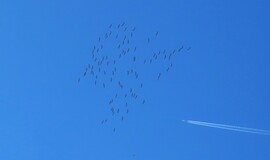 Vadakat terelő juhász....:D