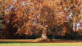 Vácrátóti Arborétum.