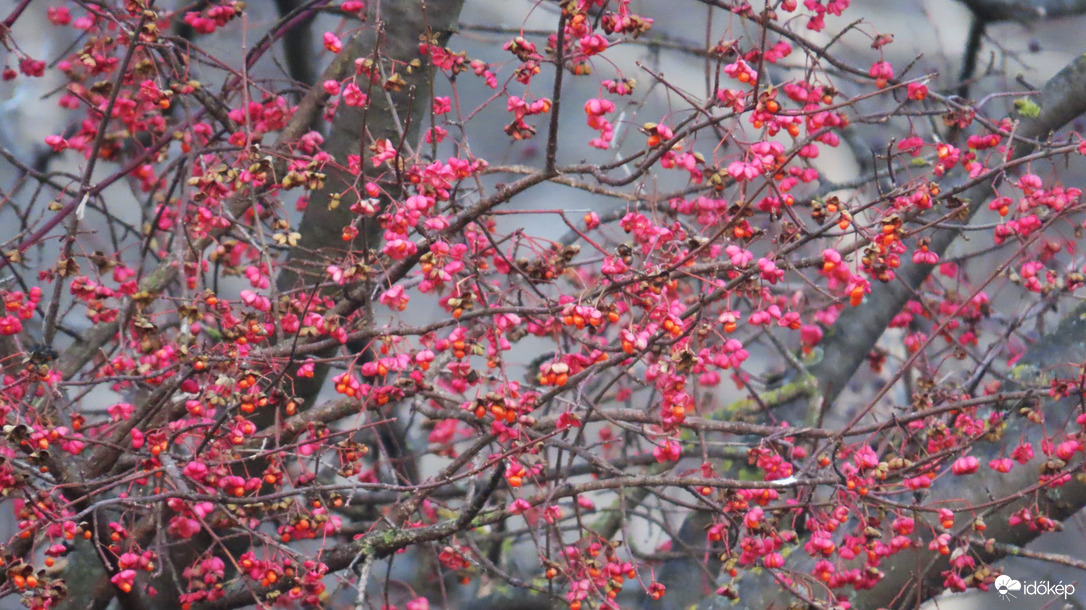 Színek a szürkeségben.