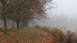 Platánok a ködös tóparton.