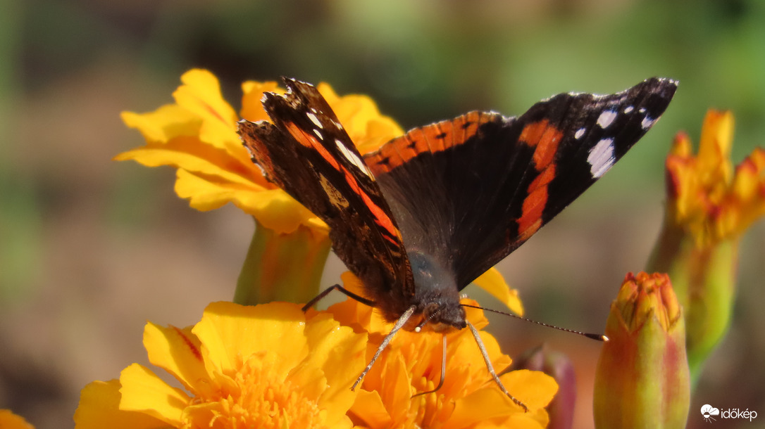 Atalanta lepke.